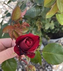 Storblomstrende Slyngrose - 'Santana'