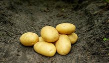 Læggekartofler `Sava` økologiske