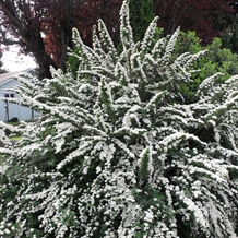 Spiræa 'Snowmound'
