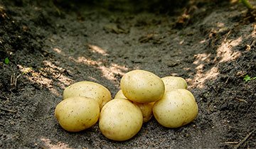 Læggekartofler `Solist`
