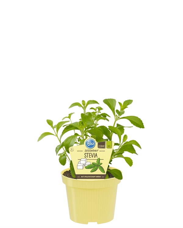 Stevia økologisk, 12 cm