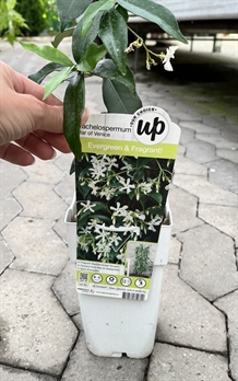 Stjernejasmin Trachelospermum jasminoides