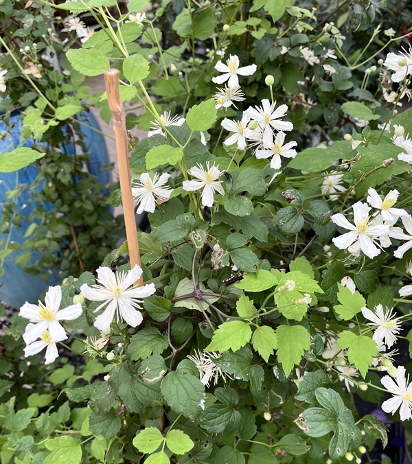 Clematis farg. \'Summer Snow\' (Paul Farges)