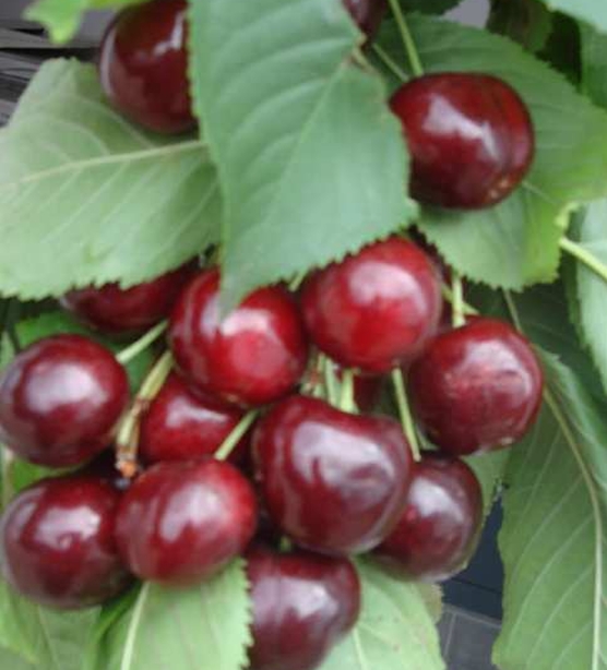 Kirsebær \'Sweetheart\'