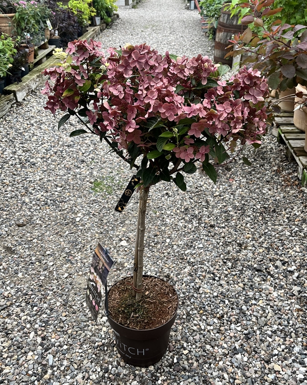 Havehortensia `Switch` på stamme