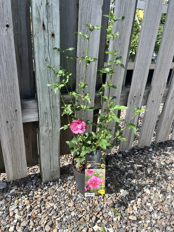 Syrisk rose "Magenta Chiffon"