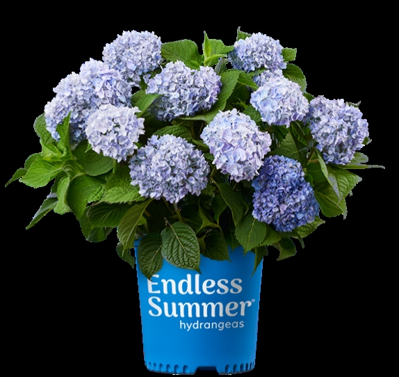 Hortensia Endless Summer \'The Original\'