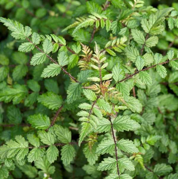 Tibetansk Prydbrombær `Silver Fern`