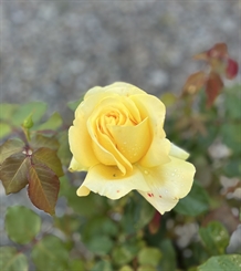 'TIVOLI 150'® POULDUCE (N) - Storblomstret rose 