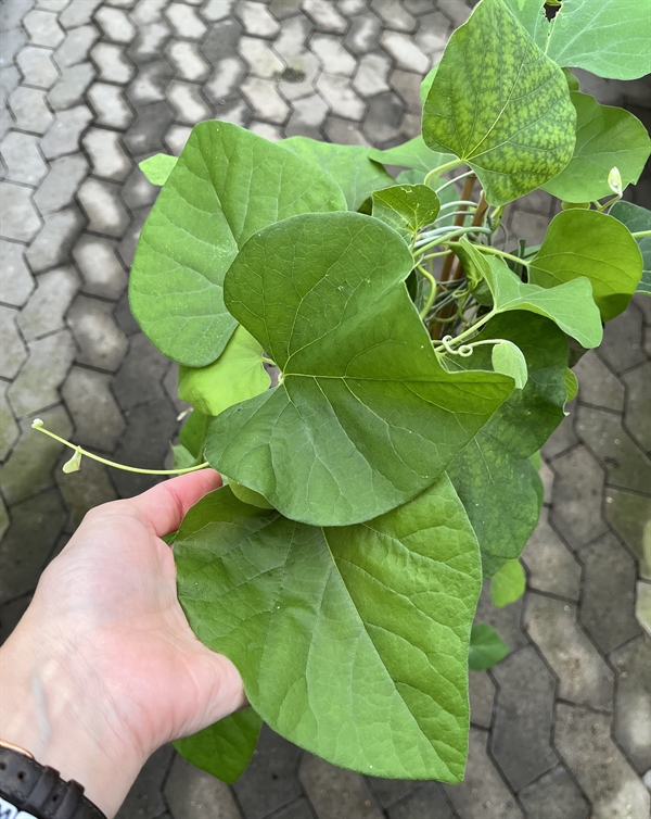 Tobakspibeplante - Aristolochia macrophylla