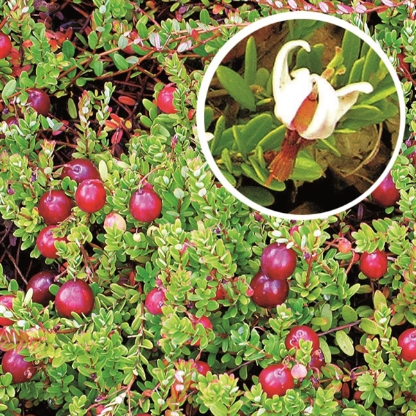 Tranebær - Vaccinium macrocarpon \'Bergman\'