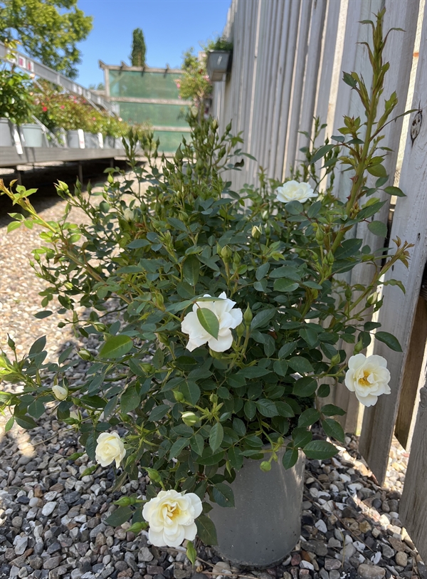 Rose \'White Cover\'®