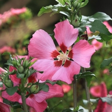 Syrisk rose "Woodbridge"
