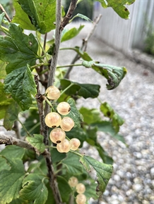 Hvide Ribs 'Zitavia'