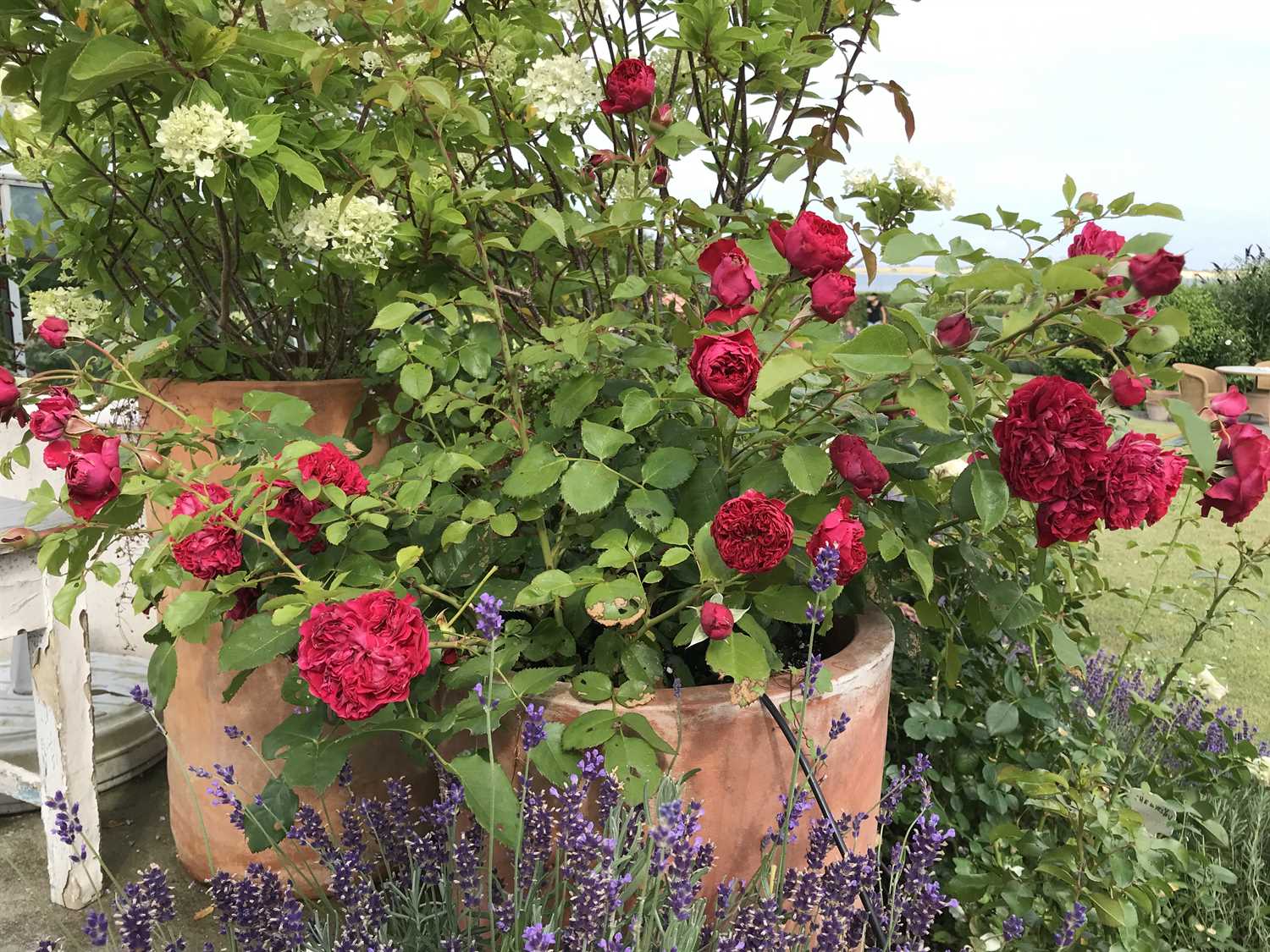 Aalborgs Rose