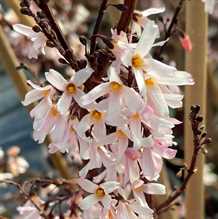 Sneforsythia