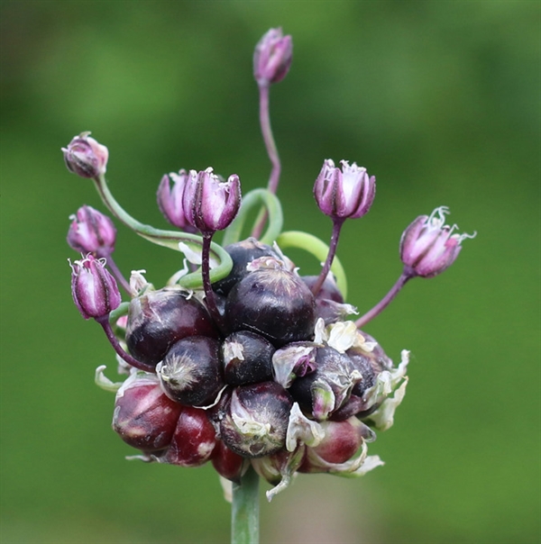 Skovløg - Allium scorodoprasum \'Engelstrup\'