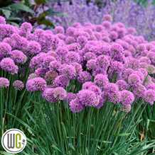 ALLIUM 'SERENDIPITY'® Sommerprydløg 