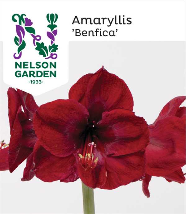 Amaryllis Benfica, mørkerød 