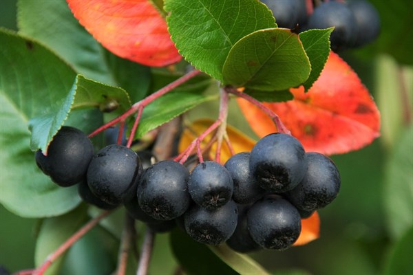 Aronia "Aron"