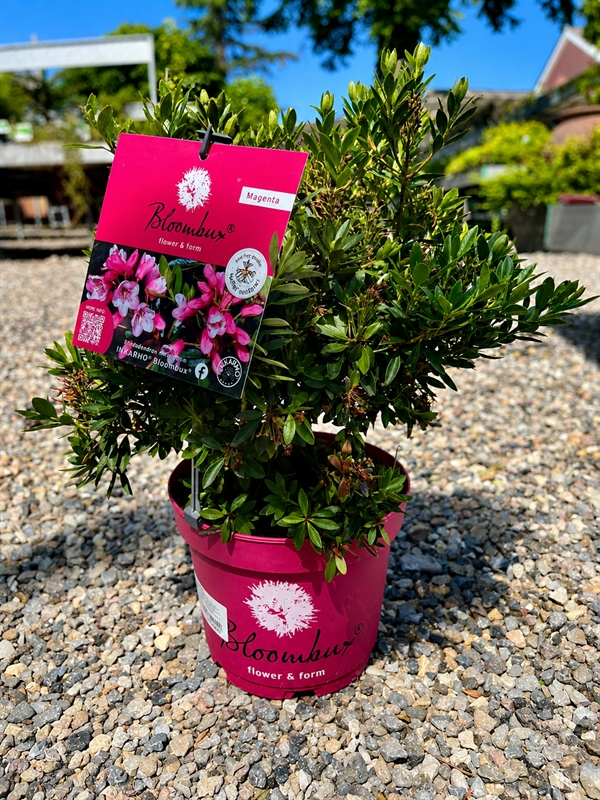 Bloombux® Magenta 2 liter 