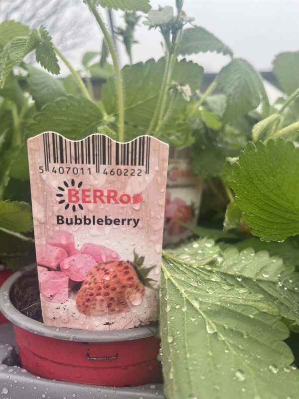 Jordbærplante ‘Bubbleberry’