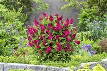 Dværg sommerfuglebusk Butterfly Candy `Little ruby` 