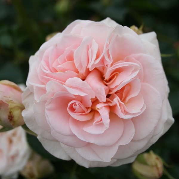 Rose - \'Dronning Margrethe\'