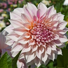 Georgine ‘Cafe Au Lait’