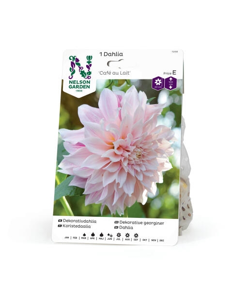 Dahlia \'Café au Lait\'