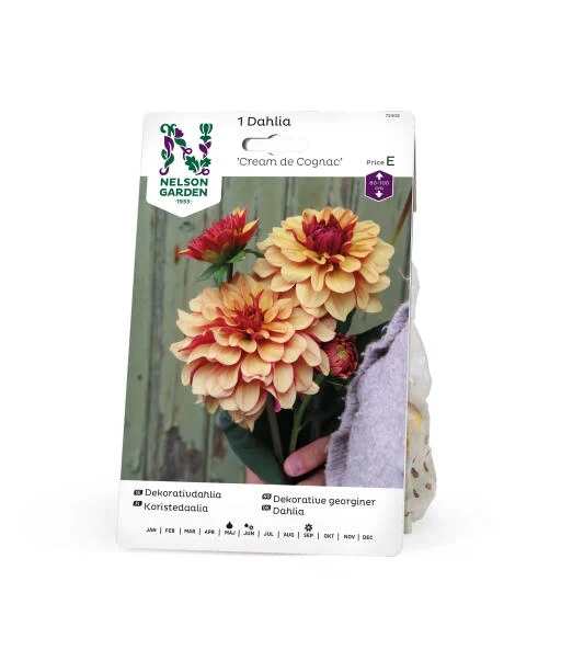 Dahlia \'Creme de Cognac\'
