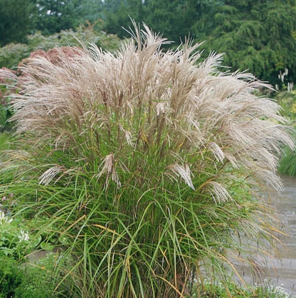 Elefantgræs  \'Kleine Silberspinne\'