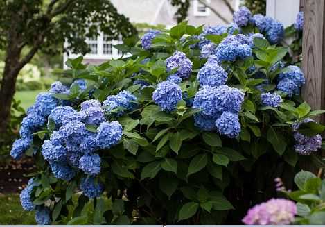 Hortensia `Endless Summer`