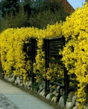 NemHæk Vårguld - Forsythia hæk