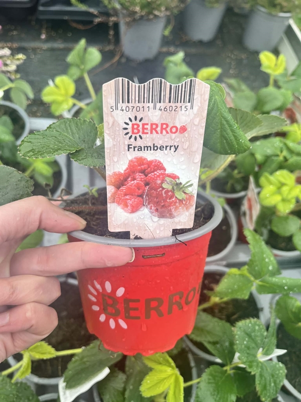 Jordbærplante ‘Framberry’