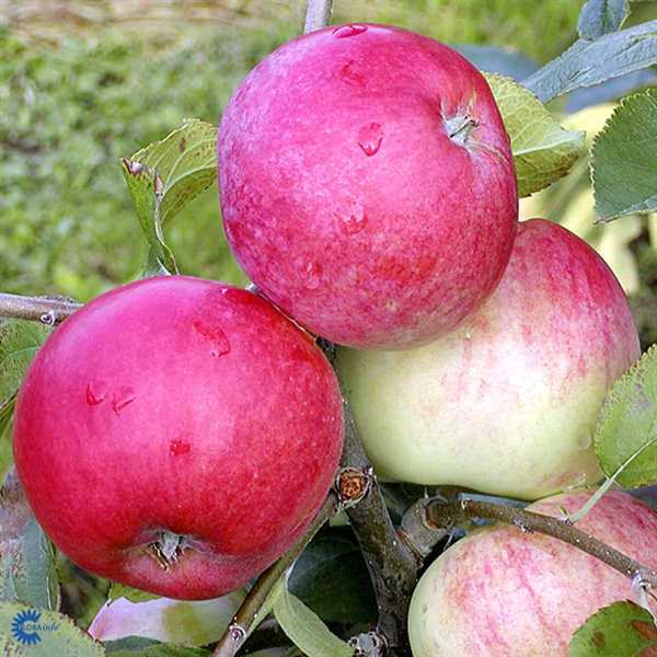 Æbletræ \'Rød Ananas\'