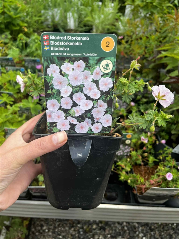 Blodrød Storkenæb \'Apfelblüte\'