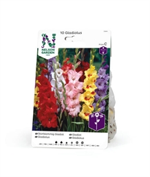 Storblomstret gladiolus mix