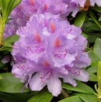 Rhododendron "GRANDIFLORUM"