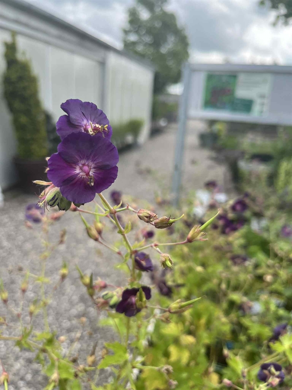 Storkenæb Geranium phaeum \'Raven\'