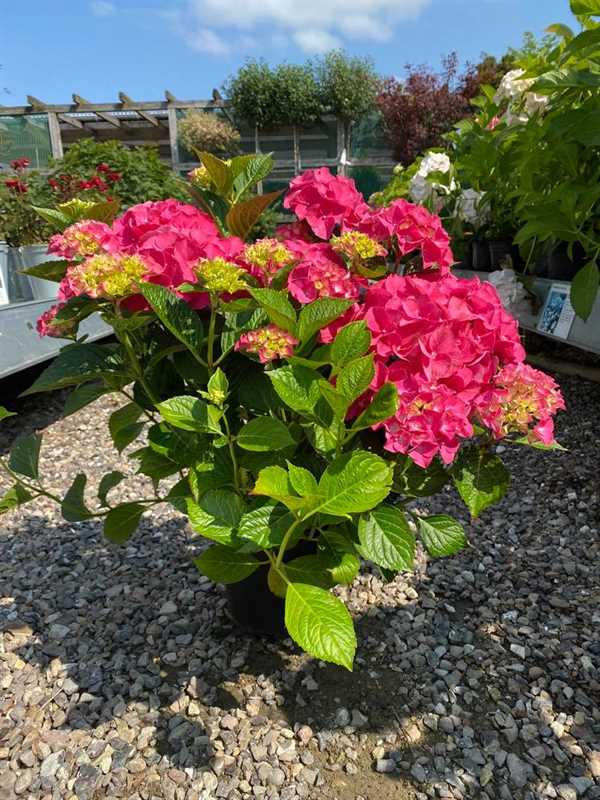 Havehortensia `Bella`