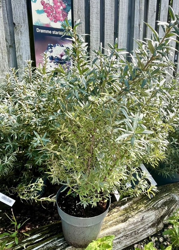 Havtorn Lav prydplante