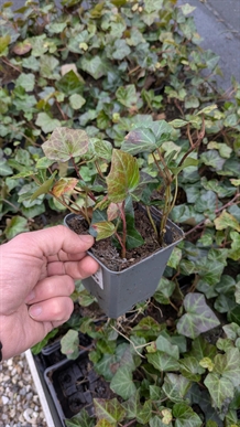 Hedera helix hibernica