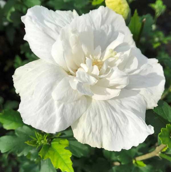 Syrisk rose "White Chiffon"