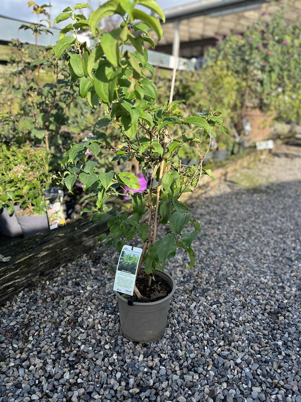 Himlens syv sønner ‘Tianshan’ ®