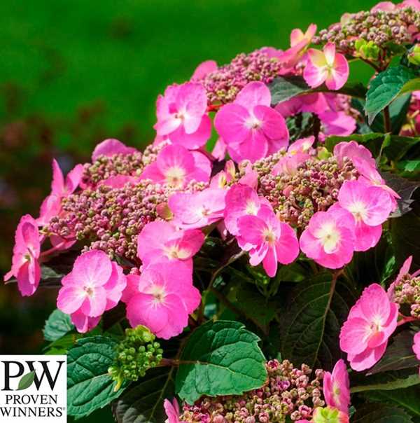 Havehortensia  \'Cotton Candy` PW