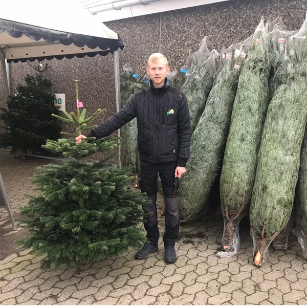 Juletræ, formklippet nordmannsgran, 175 - 225 cm