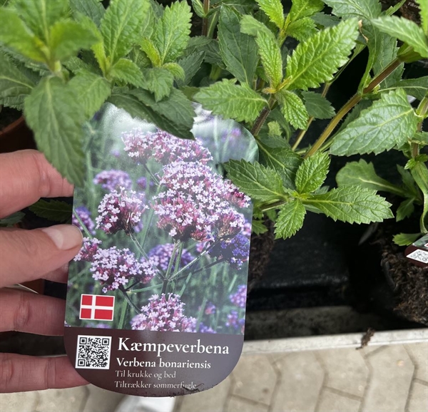 Kæmpe Verbena 