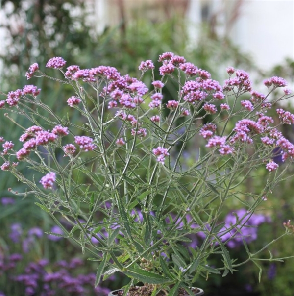 Kæmpe Verbena  \'LOLLIPOP\'