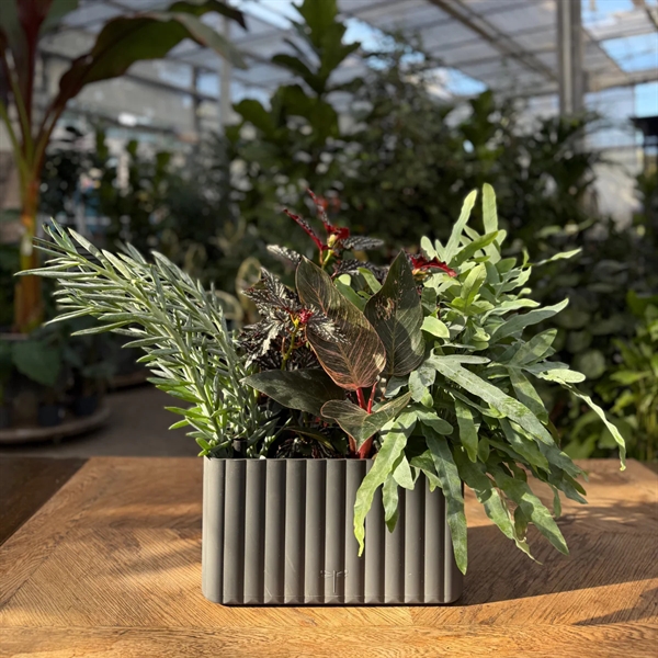 Klimakassen Mikro Grå